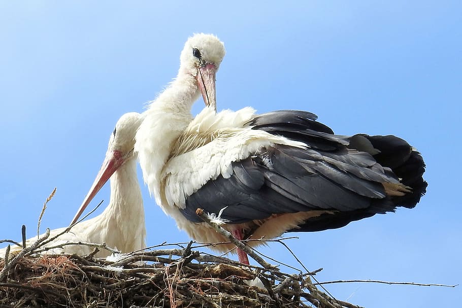 storks, stork couple, storchennest, birds, rattle stork, white stork, bird, animal wildlife, vertebrate, animal themes
