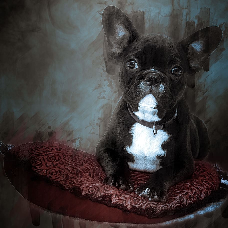 black, french, bulldog, laying, red, sofa chair, puppy, dog, pet, cute