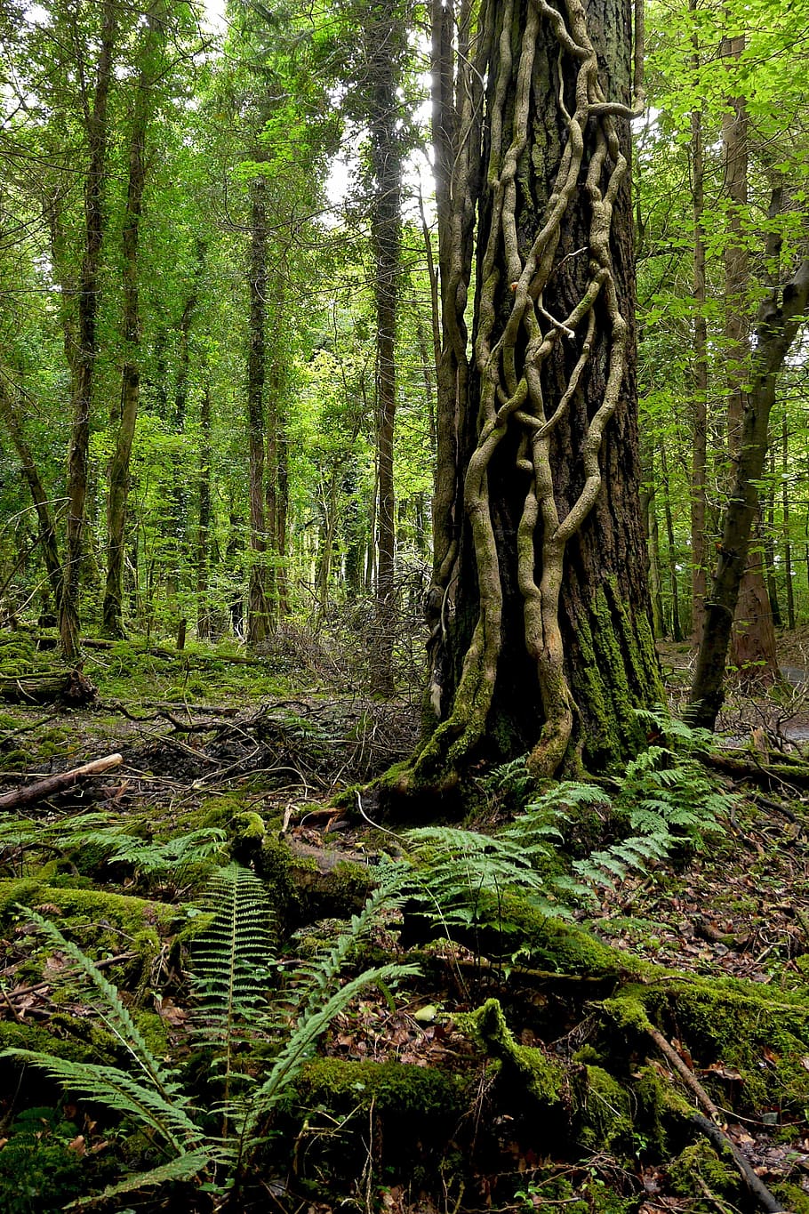 ireland, forest, tree, nature, plant, tree trunk, trunk, land, growth, tranquility