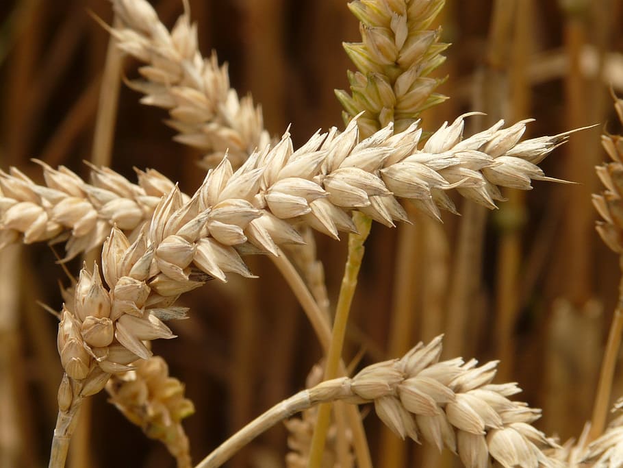 flores blancas, espiga, trigo, cereales, grano, campo, campo de trigo, maizal, comer, alimentos