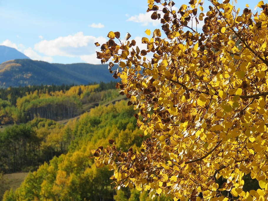 bosque, otoño, hojas, naturaleza, paisaje, árbol, canadá, alberta, estribaciones, planta