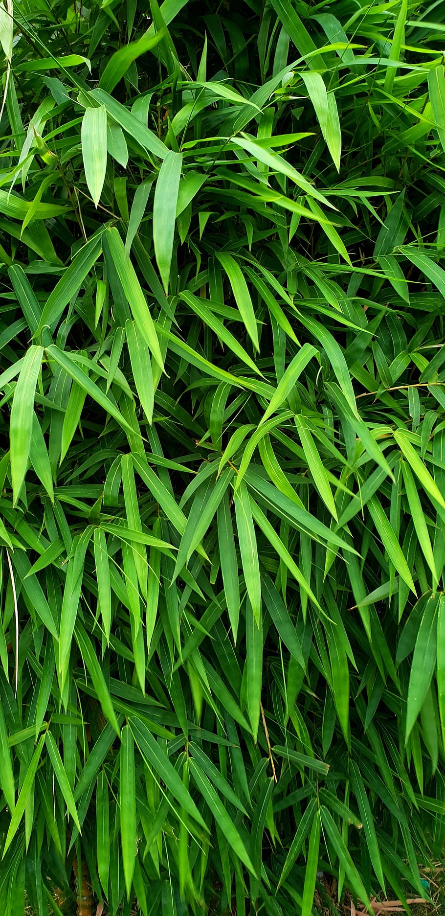 bamboo, tree, nature, green, natural, green color, full frame, backgrounds, plant, growth