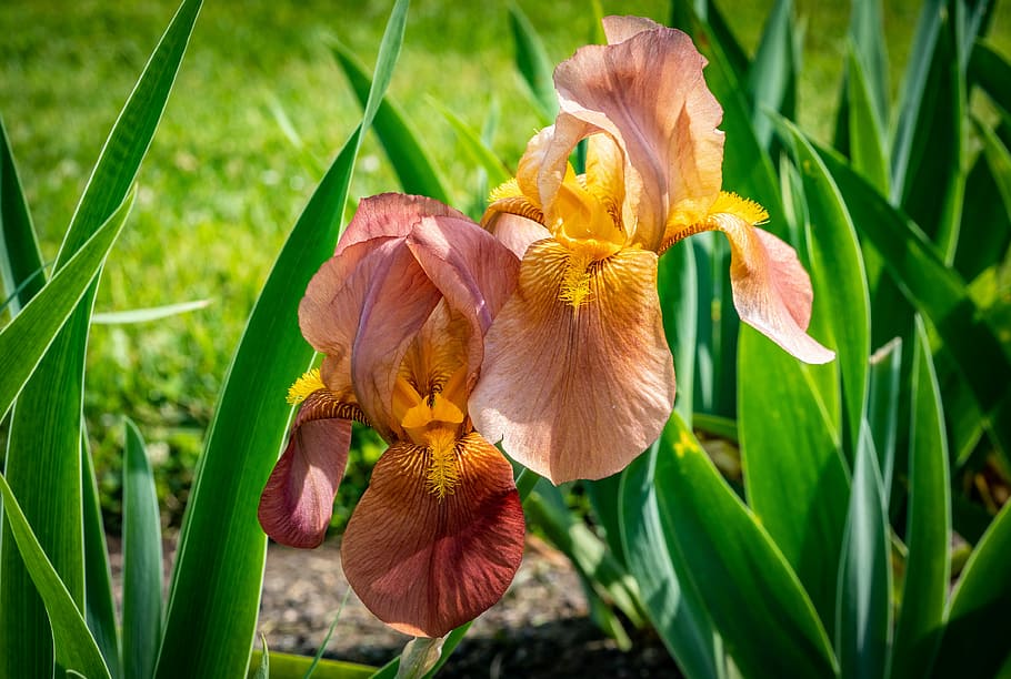 iris, peach orange, flower, spring, presby iris gardens, plant, flowering plant, fragility, beauty in nature, petal