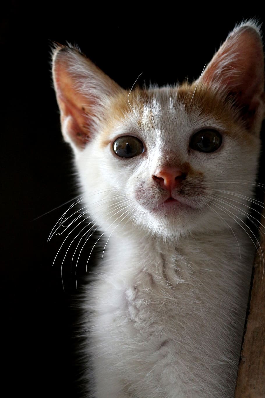 close-up photography, white, orange, Cat, Kitten, Animal, Cute, Pet, Feline, fur