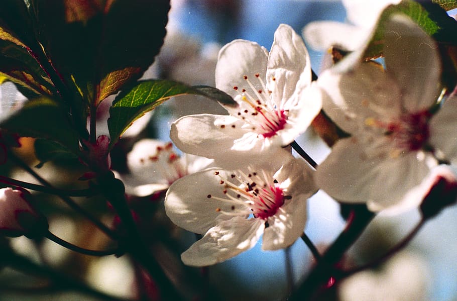 plum blossom, shallow, focus, flowers, flower, flowering plant, plant, growth, close-up, beauty in nature