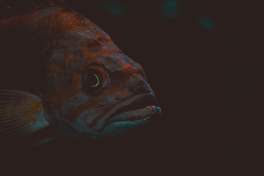 teal, orange, fish, orange fish, black, brown, eyes, fishes, gray, underwater