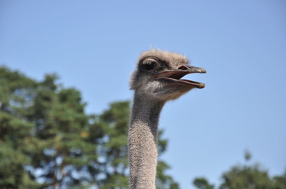 ostrich, emu, zoo, animals, bouquet, head, bird, animal, animal themes, one animal