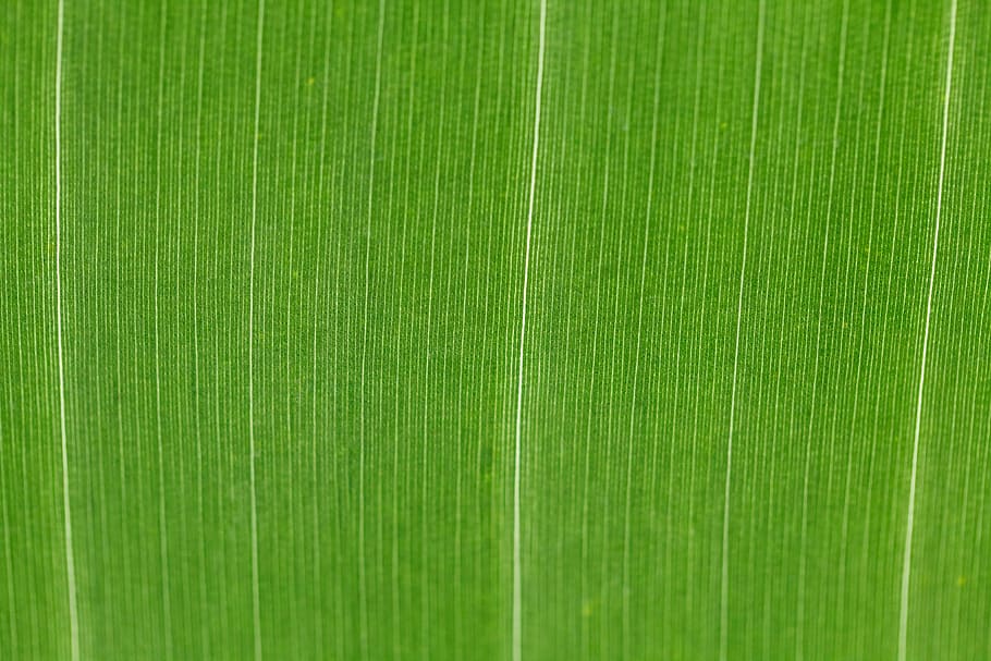 green textile, Abstract, Backdrop, Background, bright, detail, flora, foliage, fresh, green
