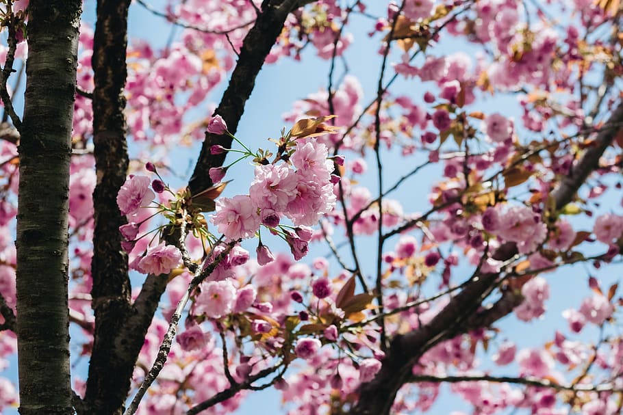 sakura, flower, pink flower, spring, cherry flowers, blossom, tree, fragility, growth, springtime