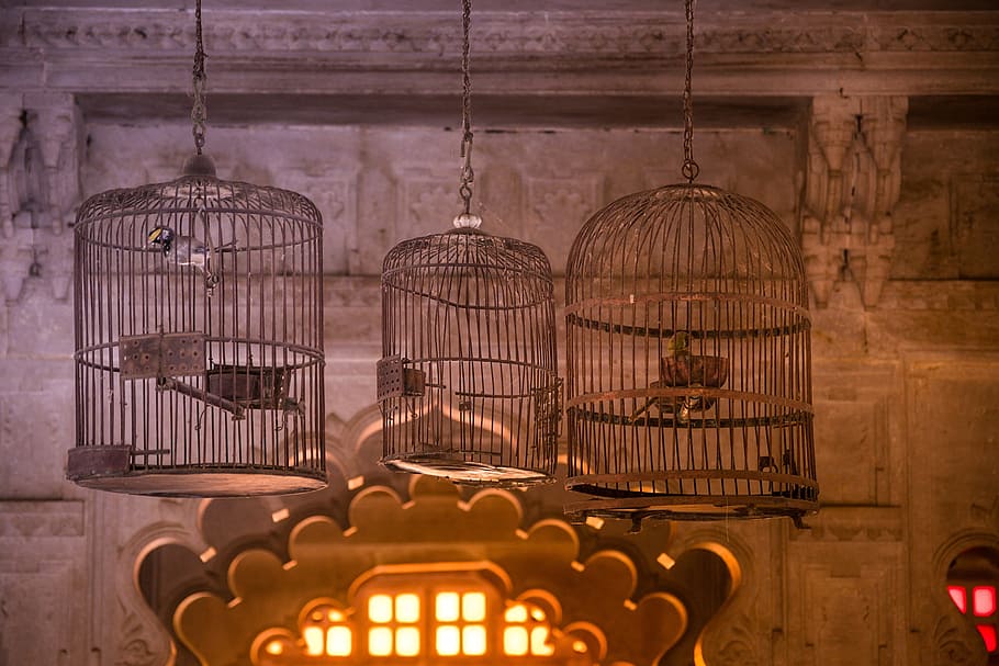 palace, udaipur, rajasthan, birds, cage, antique, old, heritage, architecture, india