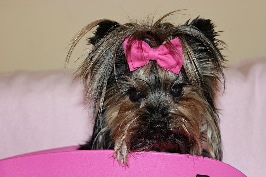 yorkshire terrier, dog, beauty, pink, bow, pets, domestic, pink color, mammal, canine