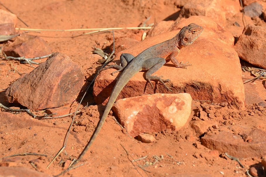 Ring-Tailed, Dragon, Lizard, ring-tailed dragon, outback, desert, reptil, fauna, australiano, animal