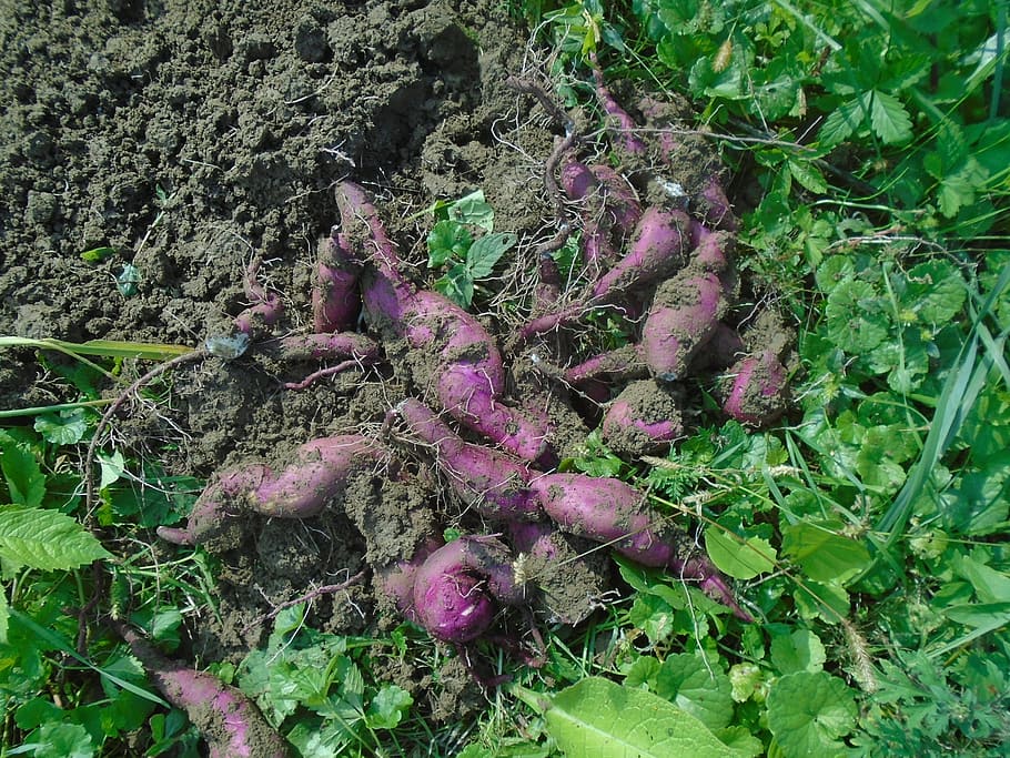 batáta, sweet potato, ipomoea bata depression, vegetables, crop, plant, perennial plant, nature, garden, growth