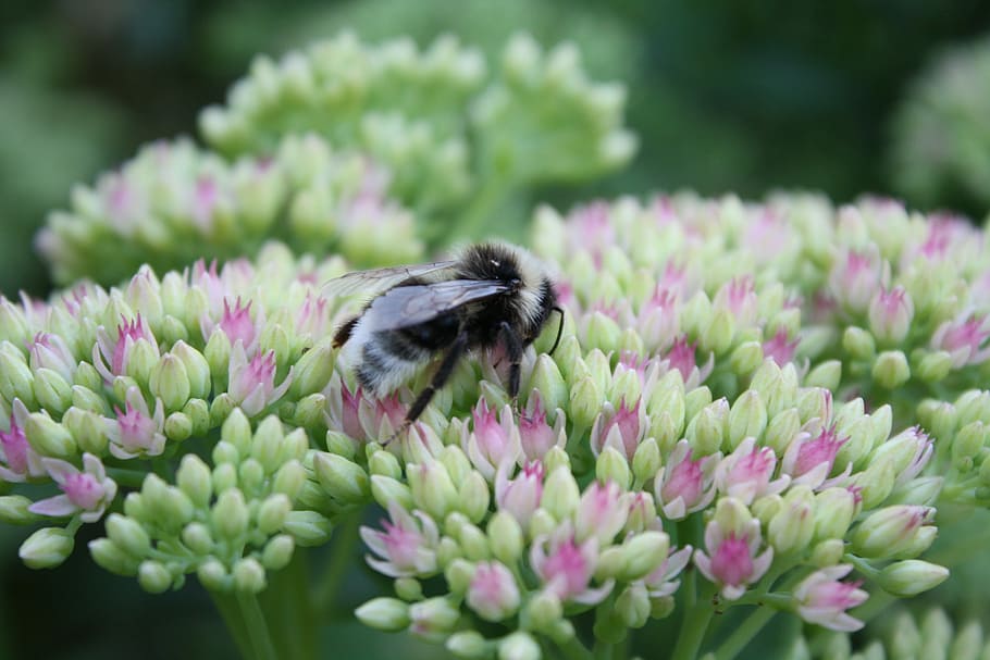 Bumblebee, Bunga, Serangga, Alam, makro, lebah, tanaman, close-up, musim panas, hewan