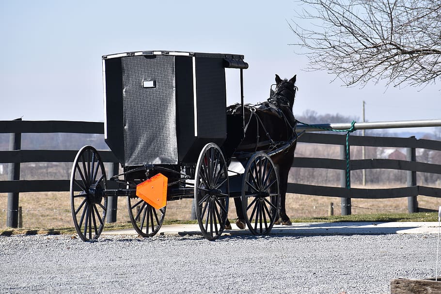 amish, buggy, amish buggy, ohio, horse, transportation, cart, domestic, horse cart, domestic animals