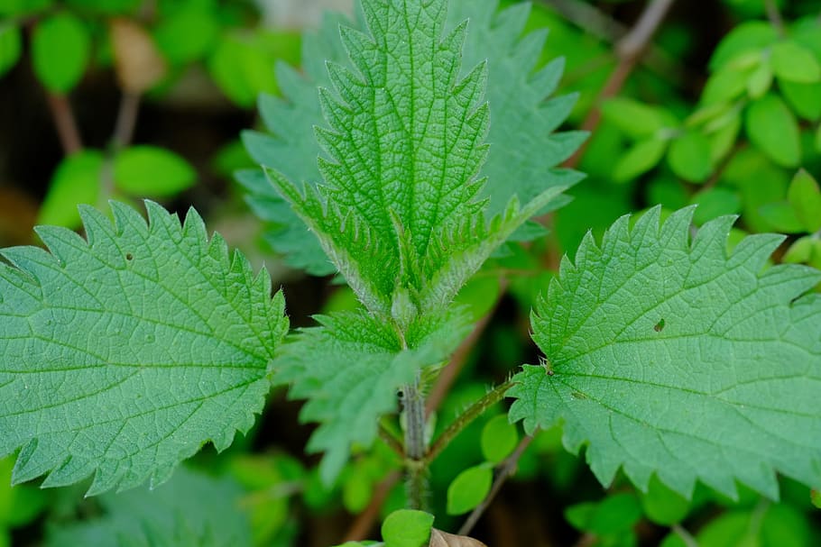 Nettle, Medicinal Herb, brennessel, herbs, wild herb, green, nature, weed, wild herbs, plant