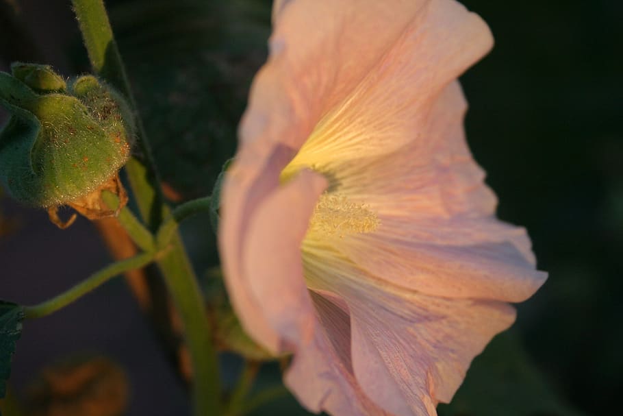 Stock Rose Blossom Bloom Pink Stock Rose Garden Garden Plant