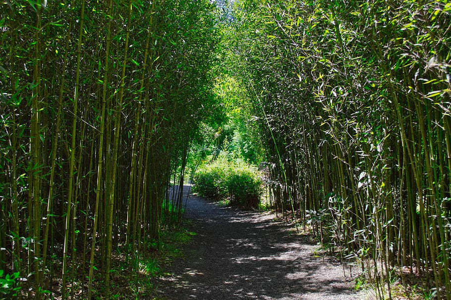 cartago, costa rica, way of bambues, bamboo, nature, bamboo path, plant, growth, direction, the way forward