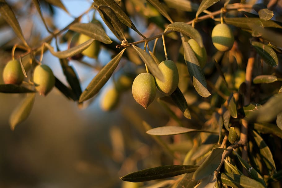 nature, olive, olives, olivas, vegetable, field, healthy eating, growth, food, food and drink