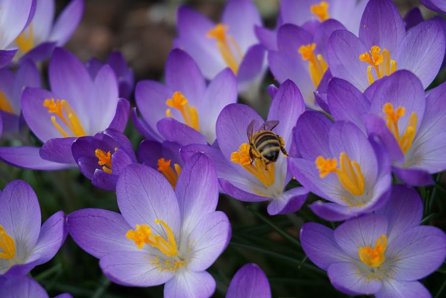 bunga, alam, dekat, bunga ungu, crocus, bunga crocus, musim semi, lebah, tanaman berbunga, daun bunga