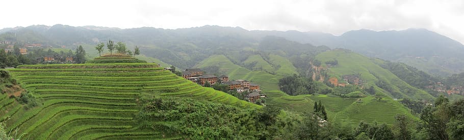 arroz, china, paisaje, niebla, colina, terrazas de arroz, agricultura, cultivo, escena rural, medio ambiente