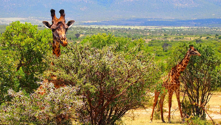 giraffes eating leaves, giraffe, kenya, africa, wild, nature, safari, wildlife, animal, mammal
