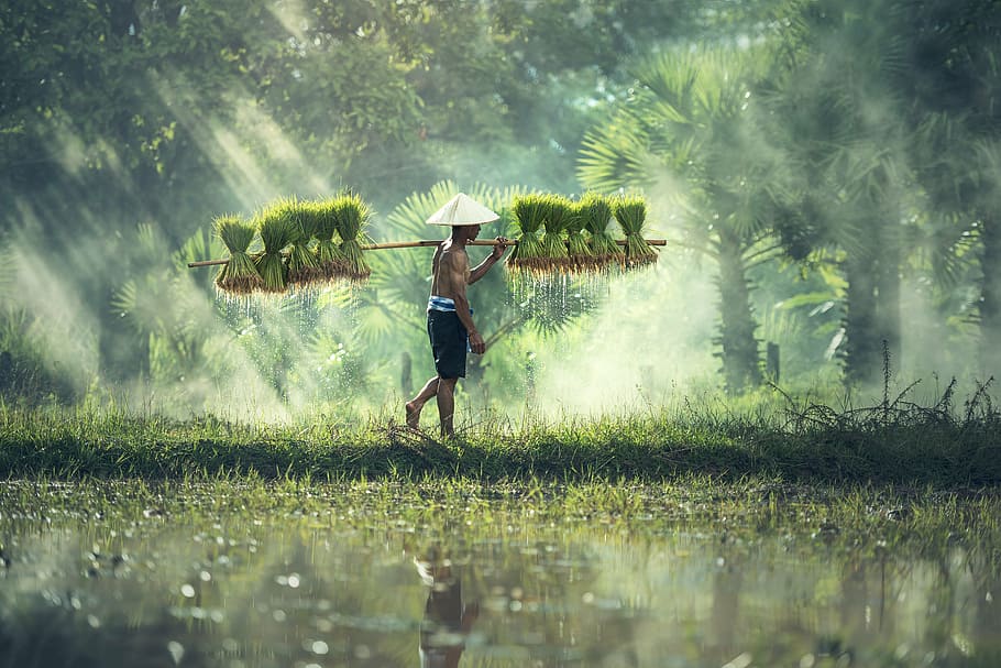 man, carrying, green, plants, daytime, agriculture, asia, cambodia, grain, kids