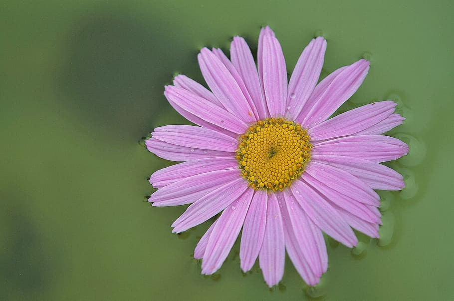 shallow, focus photography, pink, Daisy, Flower, Plant, Garden, Composites, white, detail