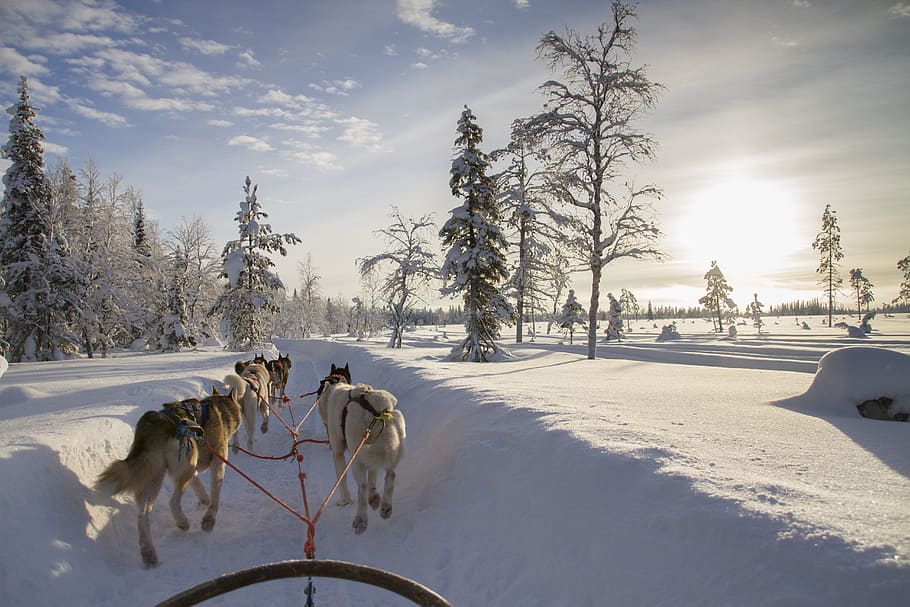 pack, wolves, snowfield, daytime, finland, lapland, wintry, husky, snow, snowy