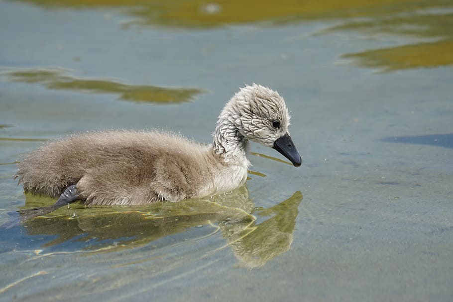 mute swan, chicks, swan, young animal, vogelartig, magpie, cute, nature, sweet, cygnus olor