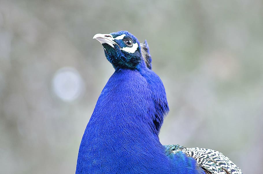 Королевский голубой. Королевские птицы. Королевский голубой ет. Colorful Turkey.