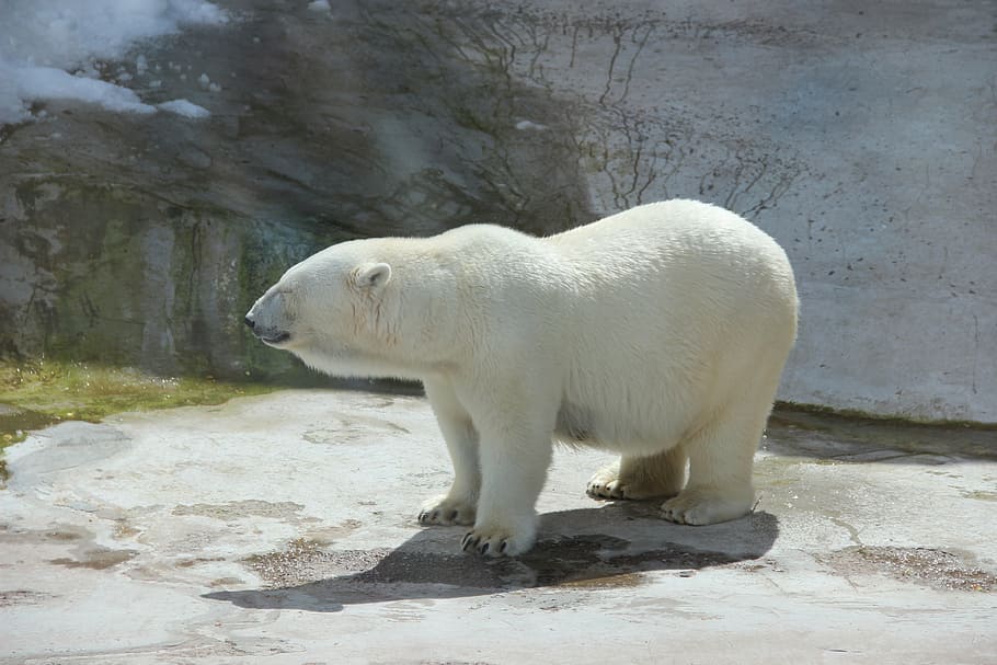 foto de close-up, urso polar, jardim zoológico, verão, animal, animais, ursos polares, animal selvagem, animais selvagens, mamífero