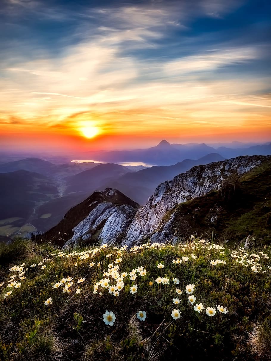 putih, bidang bunga daisy, gunung, menghadap, matahari terbenam, austria, bunga, bunga liar, langit, awan