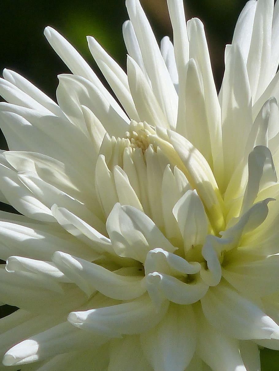 bunga petaled putih, kaktus dahlia, dahlia, mekar, putih, bunga, taman dahlia, georgine, komposit, asteraceae