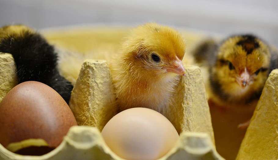tres, pollitos, al lado, huevos, eclosionados, animal joven, pelusa, esponjoso, cáscara de huevo, aves de corral