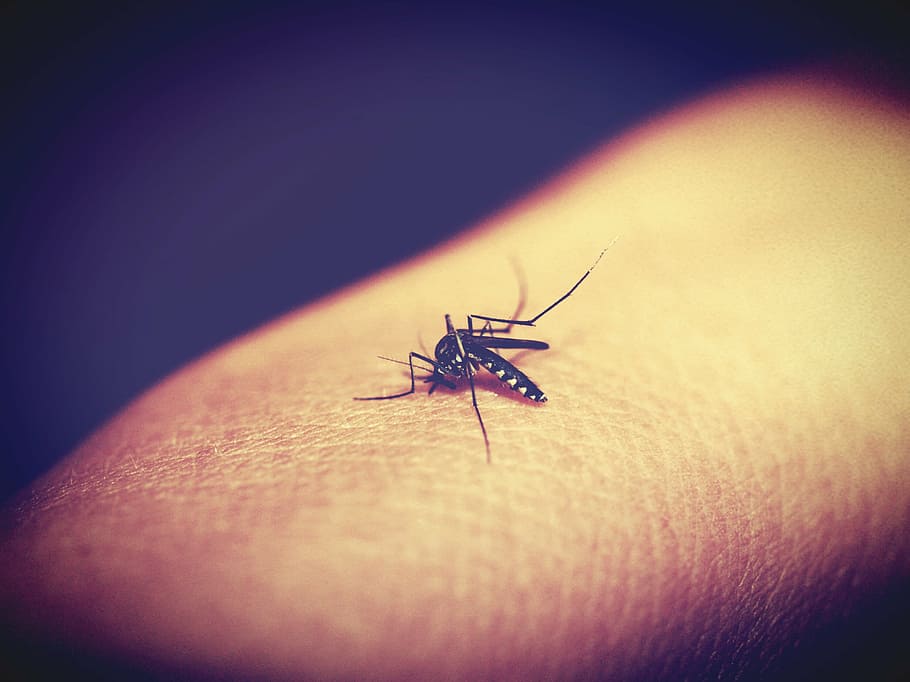 tiger mosquito, human, skin, animal, biology, bite, black, blood, bloodsucker, bug