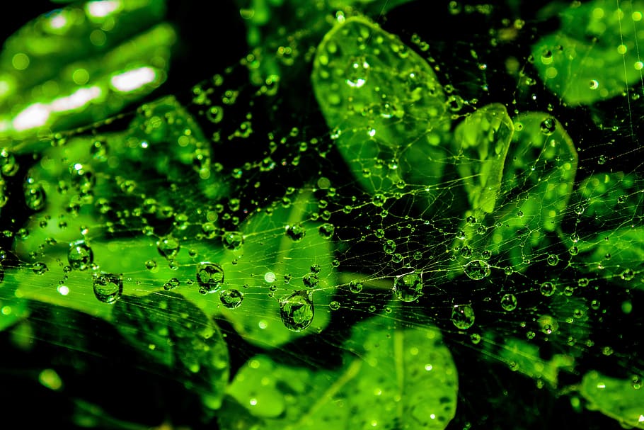 web, wet, droplets, green, leaves, dewdrop, spiderweb, pattern, dark, dramatic