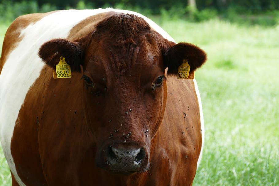 lakenvelder, cow, cows, head, ears, muzzle, pasture, animal husbandry, brown-white, livestock