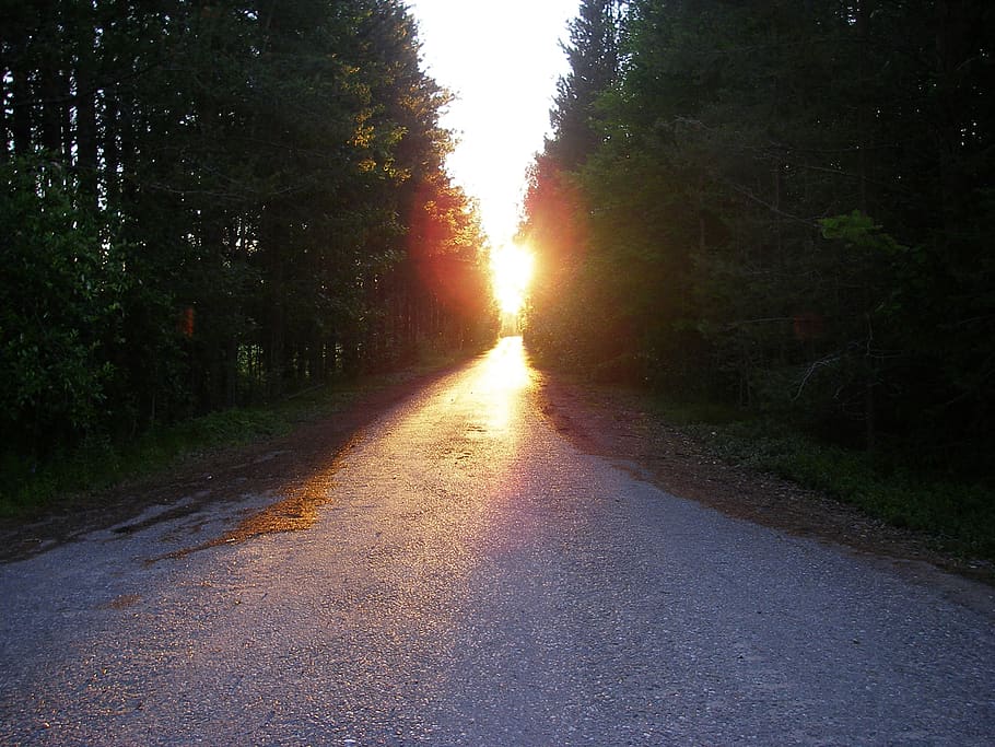 luz, sol, tarde, atmosfera, floresta, estrada, caminho, cabeça, em frente, o caminho a seguir