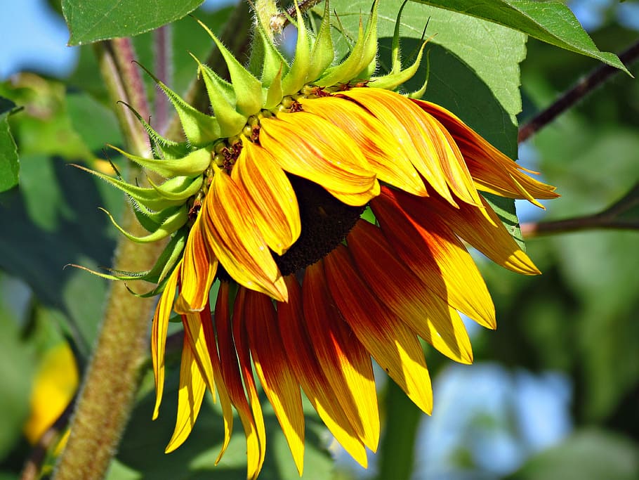 closeup, Sunflower, Flower, Nature, blooming sunflower, flowering, summer, yellow, plant, flora