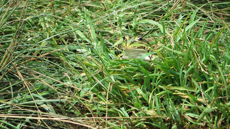 frog, grass, green, nature, stealth, plant, green color, growth, field, land