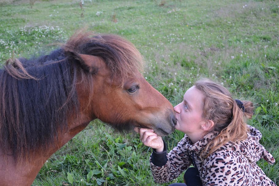 Complicity, Kiss, Domestic Animal, Cute, animal, shetland pony, tenderness, affection, domestic animals, horse