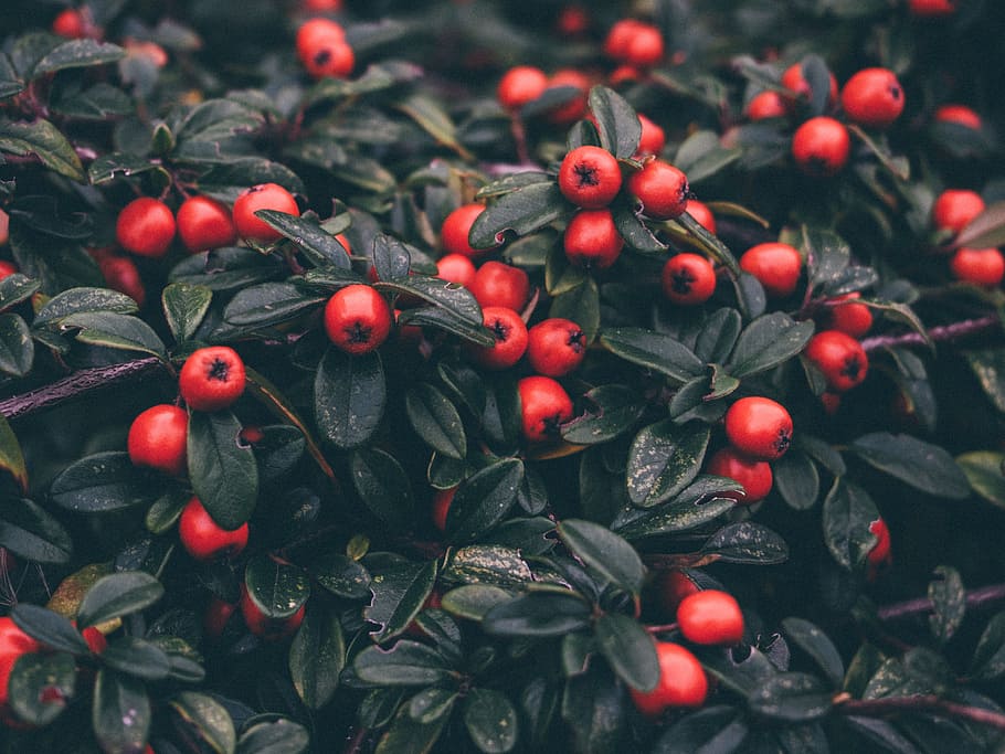 cotoneaster, plants, leaves, garden, food and drink, food, fruit, berry fruit, healthy eating, red