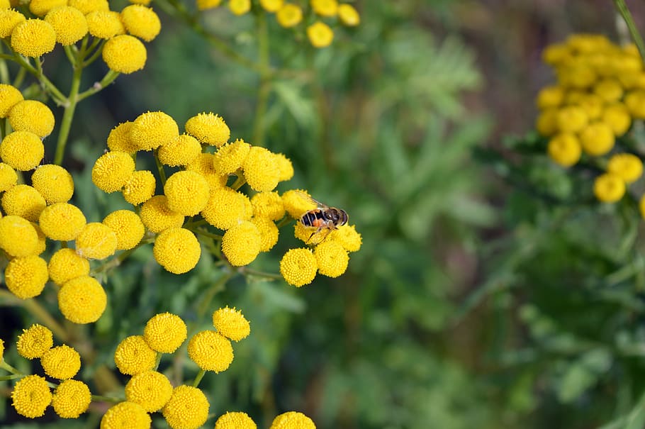 tansy, flower, yellow, summer, bloom, fly hoverfly, fly, a yellow flower, flowers of the field, nature