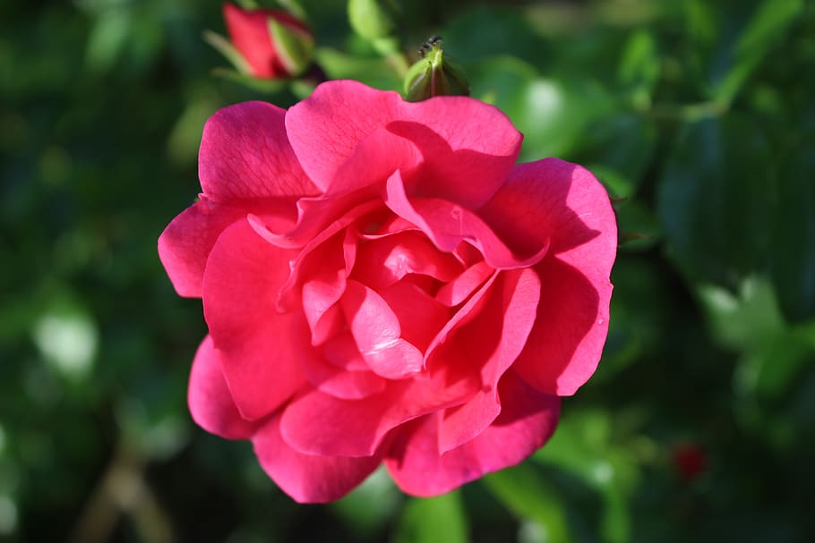 rosa, flowers, fuchsia, garden, flowering plant, flower, plant, freshness, beauty in nature, vulnerability