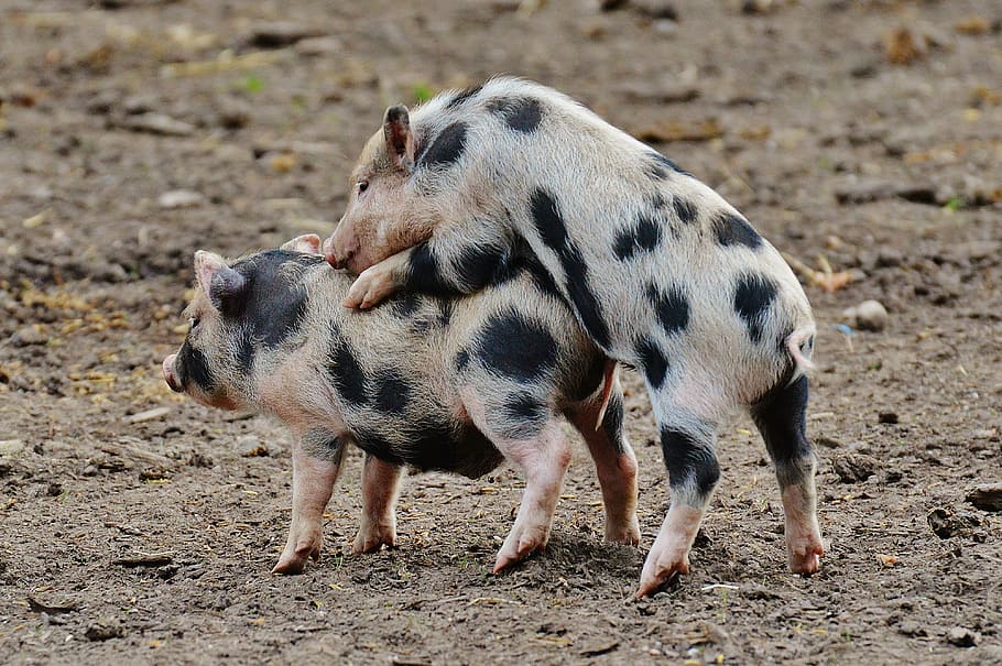 anak babi, taman liar poing, babi kecil, mini, lucu, manis, bermain, babi, hewan, babi domestik