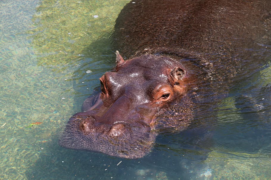hippopotamus, hippo, herbivores, rest, pachyderm, mammals, africa, hard, foot, river