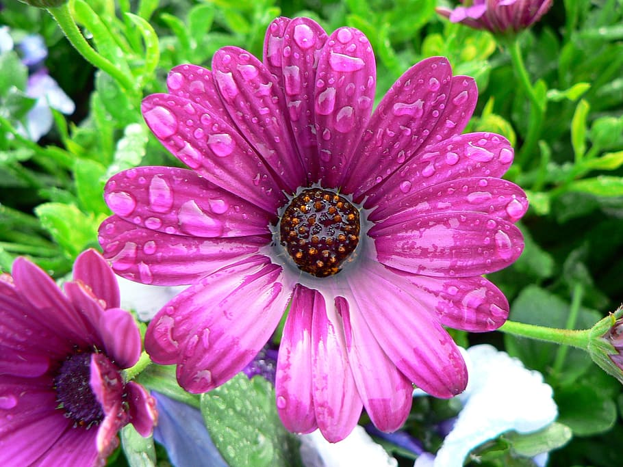 Flower, Wet, Water, Pink, African Daisy, nature, outdoors, beauty in nature, plant, flowering plant