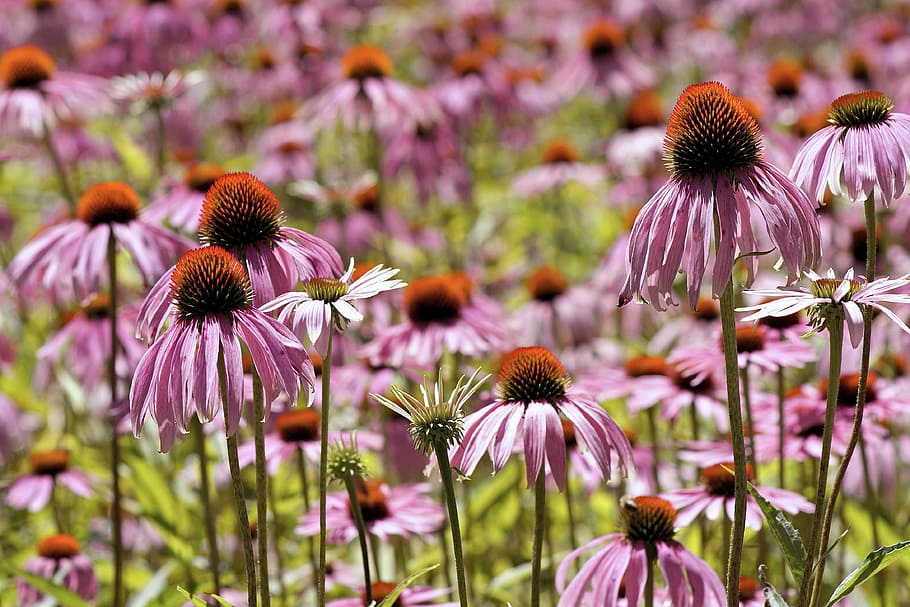 coneflower, bunga, topi matahari, mekar, echinacea purpurea, merah, coneflower ungu, flora, violet, pink