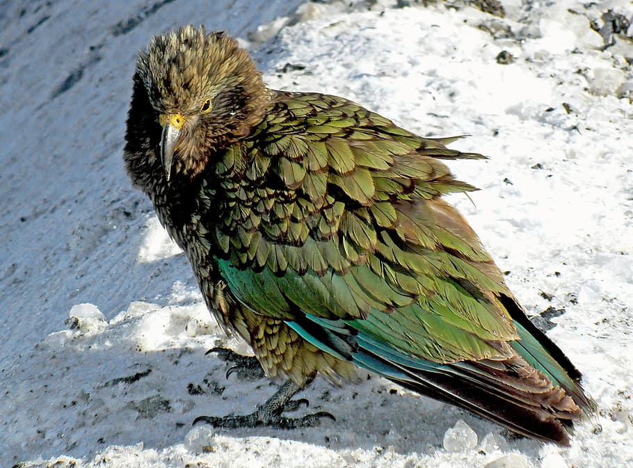 El, kea, Nestor notabilis, NZ, pájaro verde, un animal, temas de animales, animal, pájaro, fauna animal